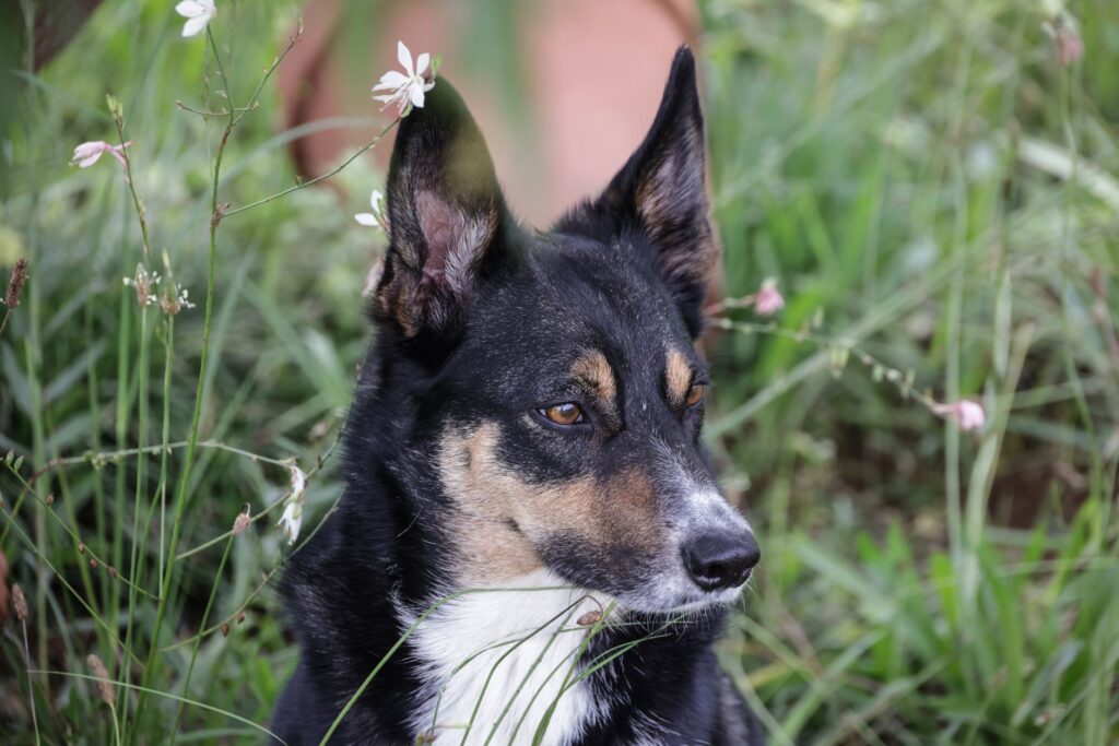 Pet photography Regina