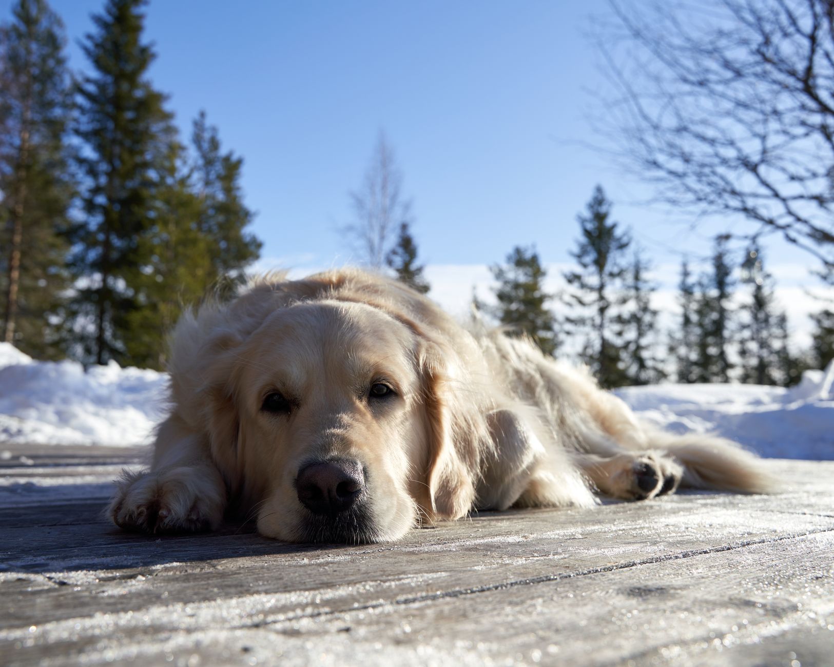 Winterizing Your Deck and Fence in Saskatchewan Before Freeze-Up